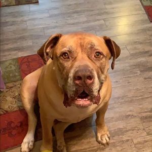 Meet your Posher, Bobbie